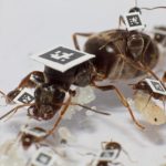 Ants change their behavior in the face of disease to avoid outbreaks