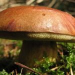 Mycologist fungi play a very important role in the ecosystem